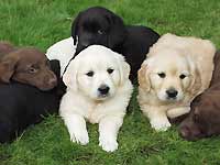 puppies_03_n.jpg